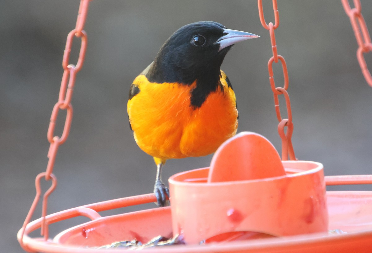 ボルチモアムクドリモドキ - ML647244355