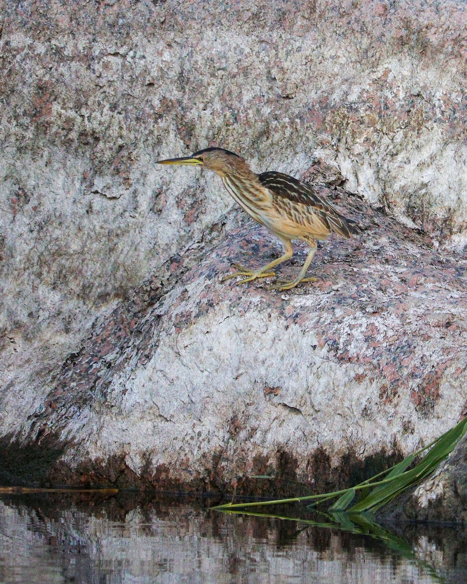 Tarabusino - ML647244380