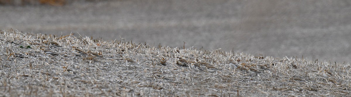 Schneeammer - ML647244384