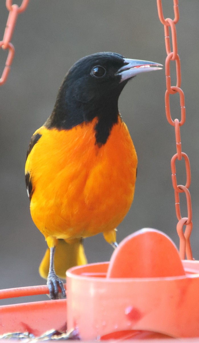 ボルチモアムクドリモドキ - ML647244388