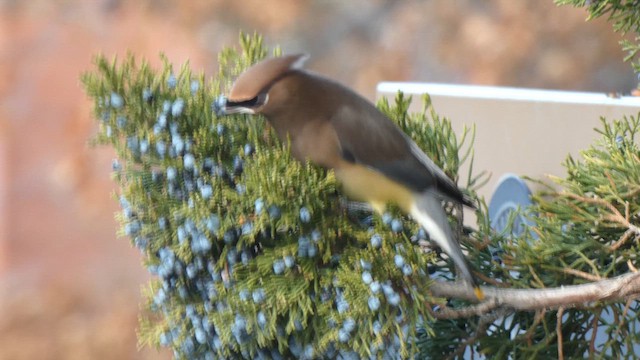 Buztanori amerikarra - ML647244392