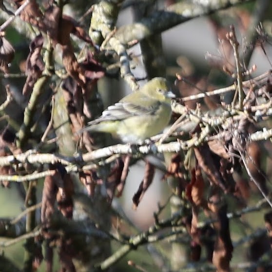Lesser Goldfinch - ML647244412