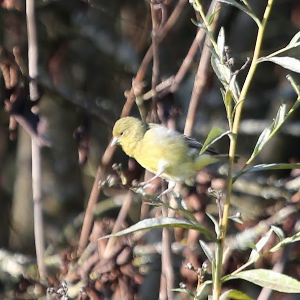 Lesser Goldfinch - ML647244413