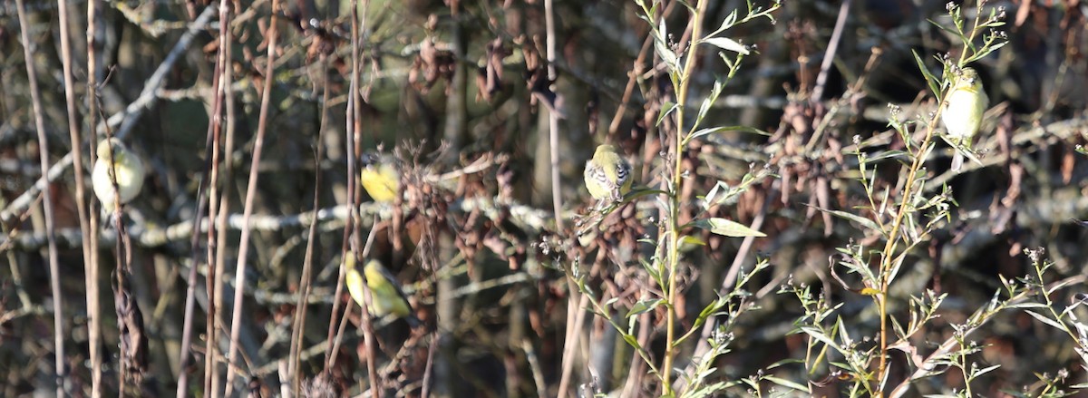 Lesser Goldfinch - ML647244414