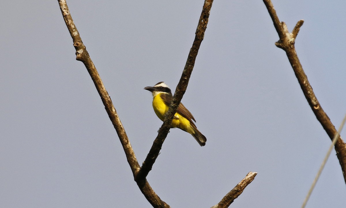 Пітанга-великодзьоб - ML647244417