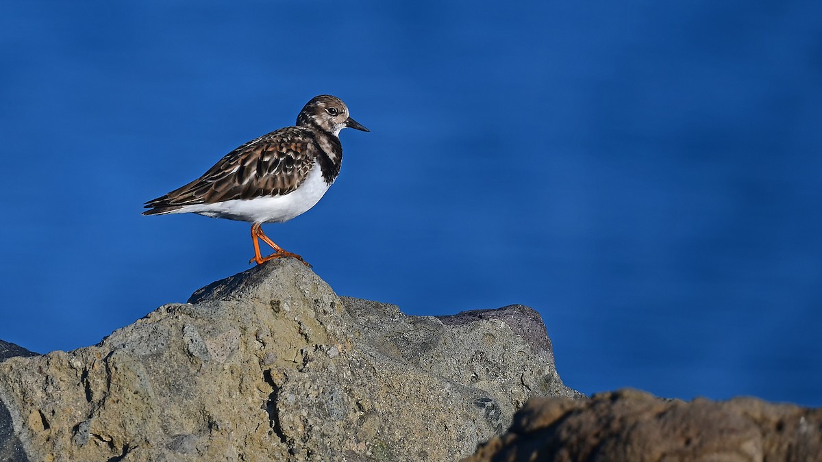 Ruddy Turnstone - ML647244419