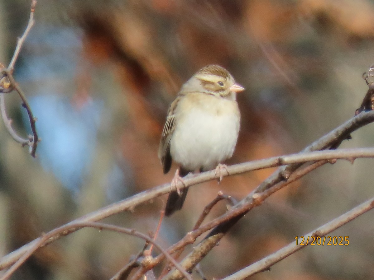 Clay-colored Sparrow - ML647244427