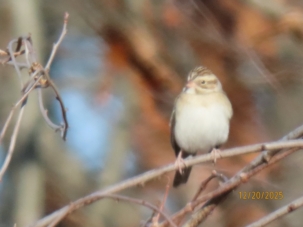 Clay-colored Sparrow - ML647244428
