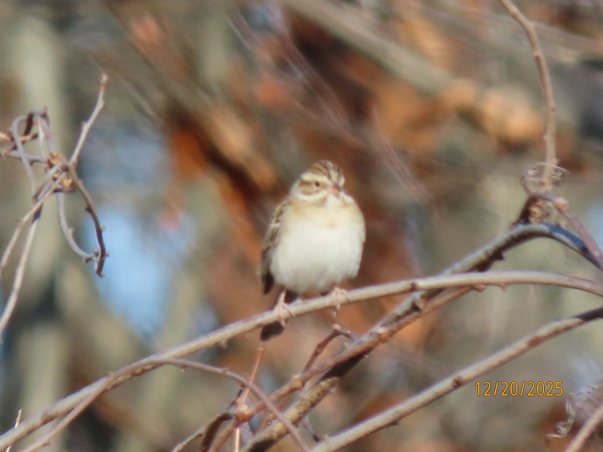 Clay-colored Sparrow - ML647244429
