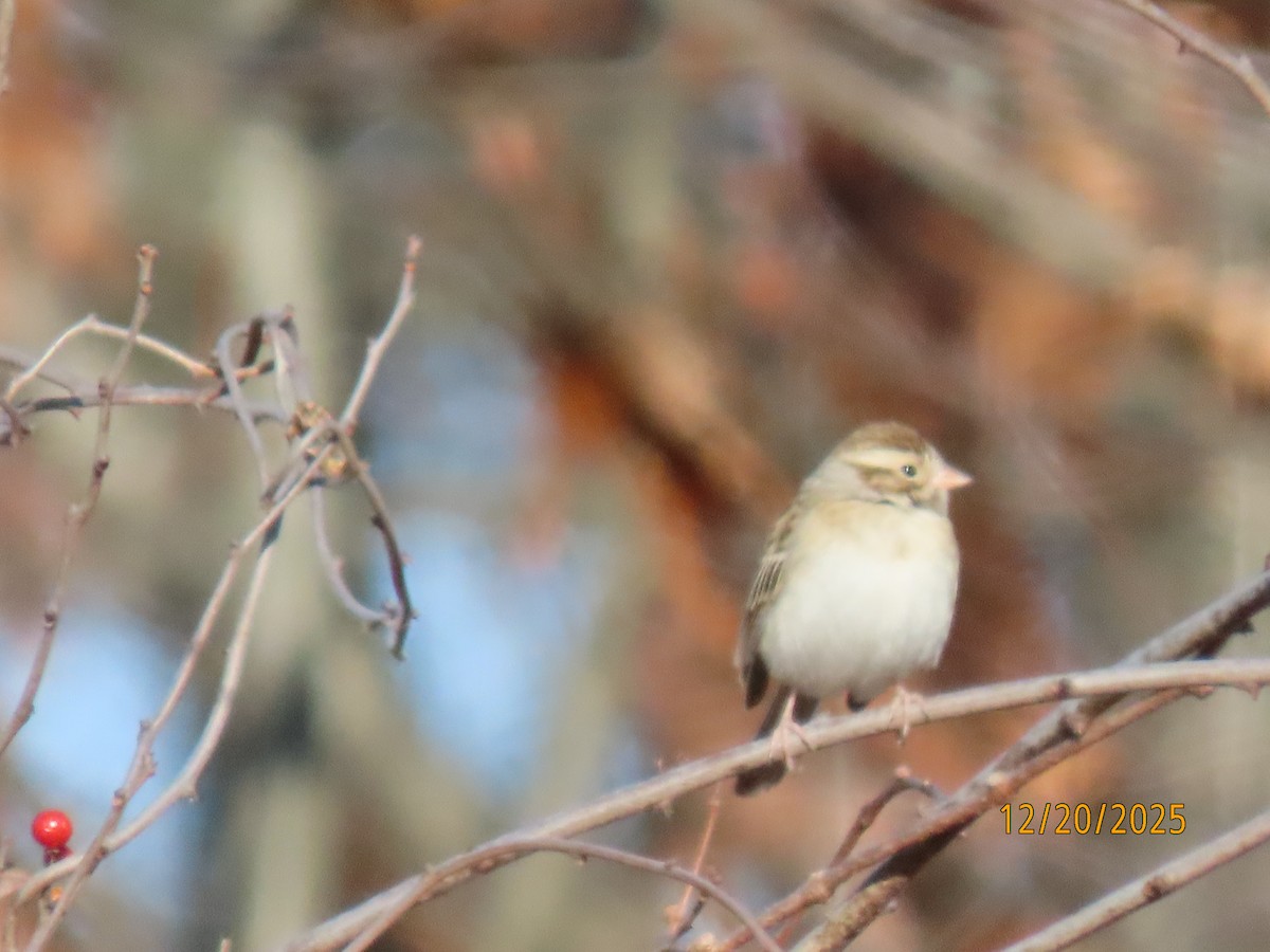 Clay-colored Sparrow - ML647244430