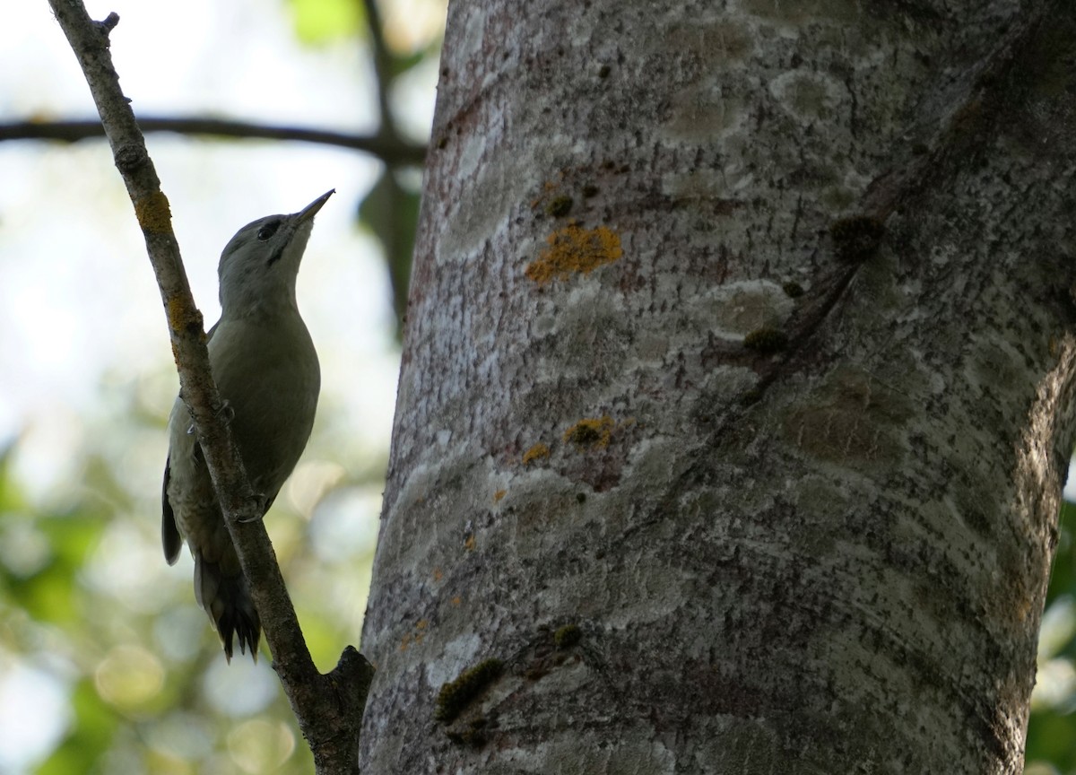 Pic cendré - ML647244431