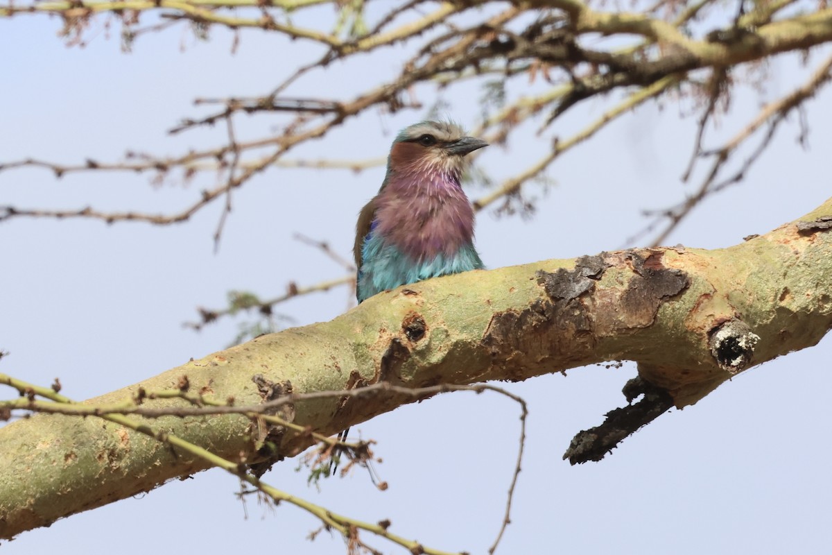 Lilac-breasted Roller - ML647244433