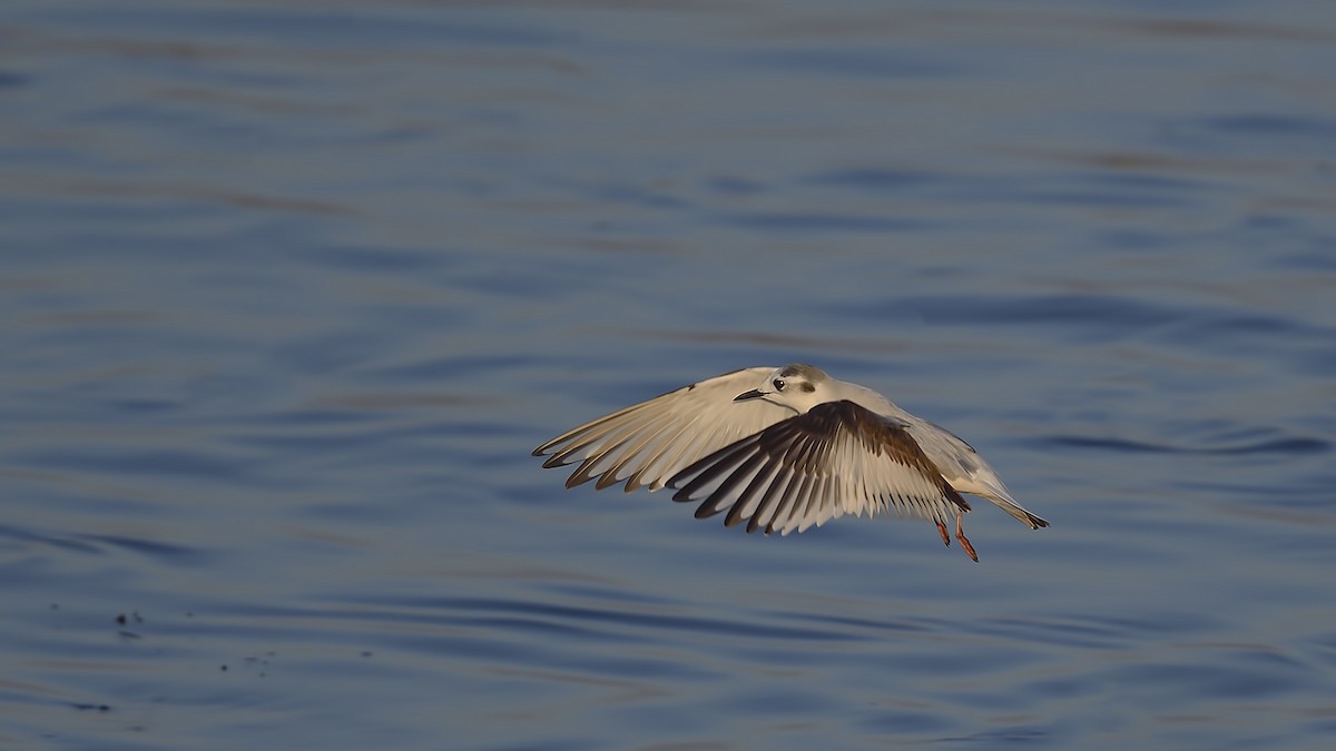 dvergmåke - ML647244434