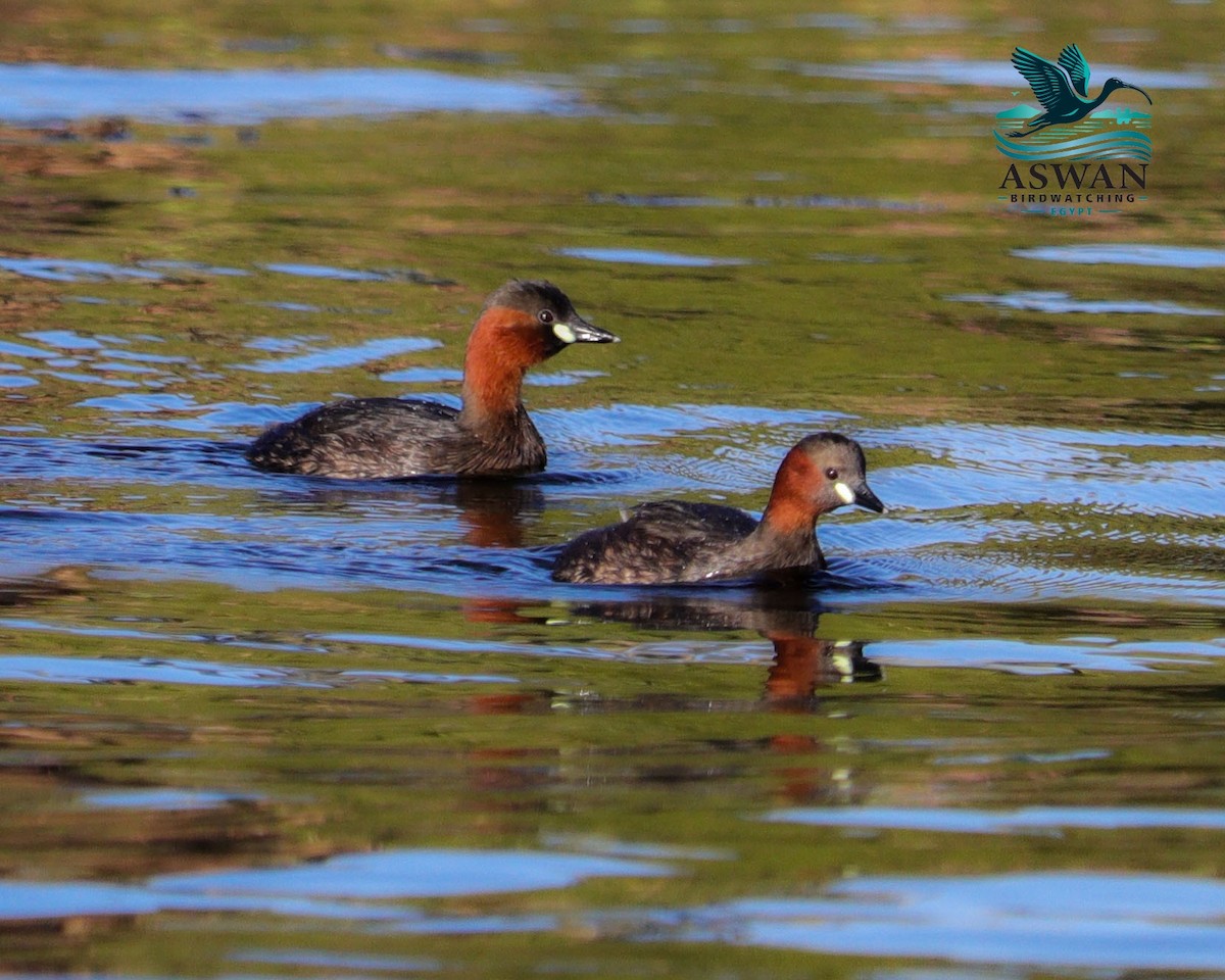 Tuffetto - ML647244437