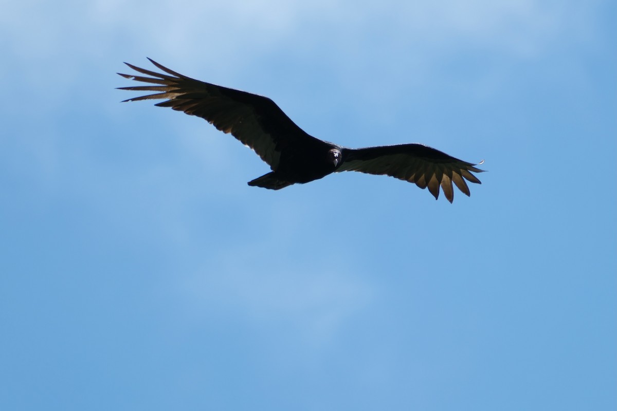 Turkey Vulture - ML647244453