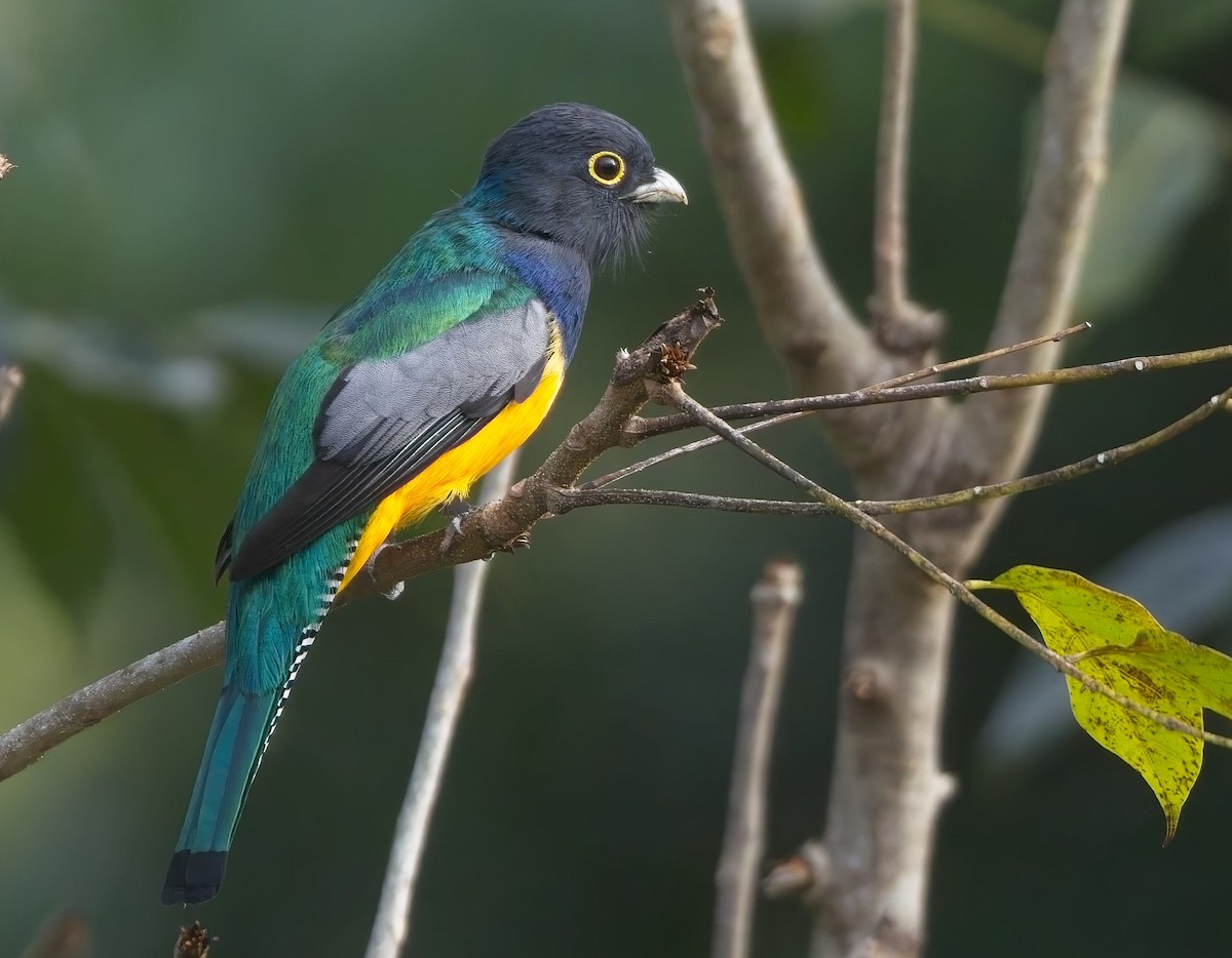 Gartered Violaceous Trogon - ML647244456