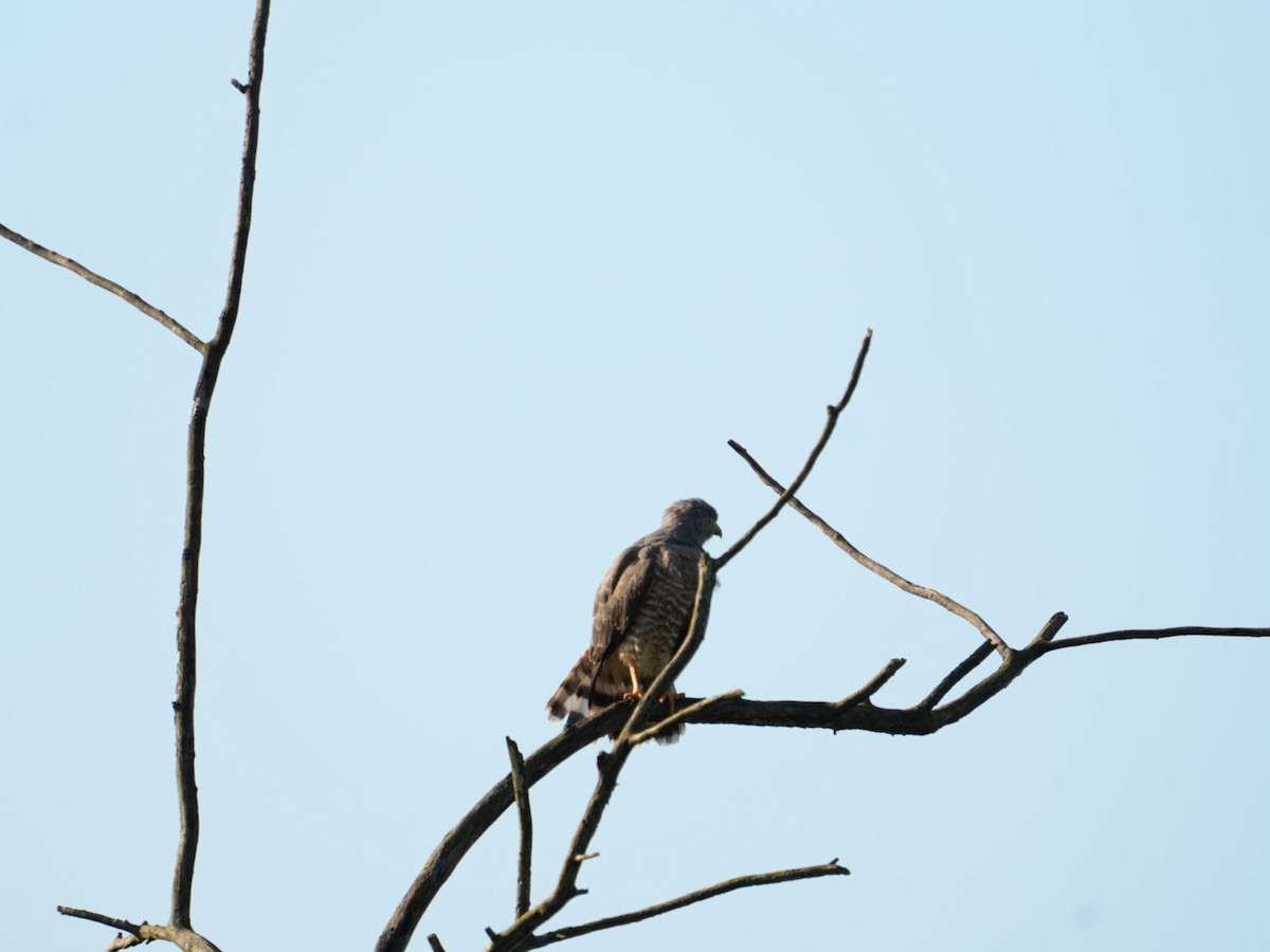 káně krahujová - ML647244459