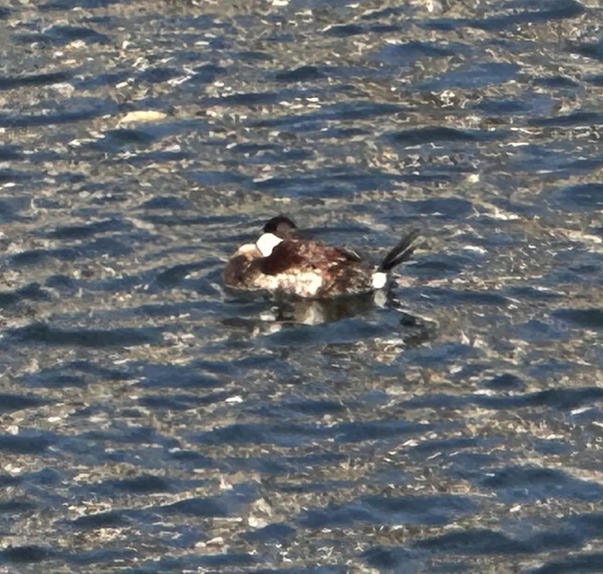 Ruddy Duck - ML647244460