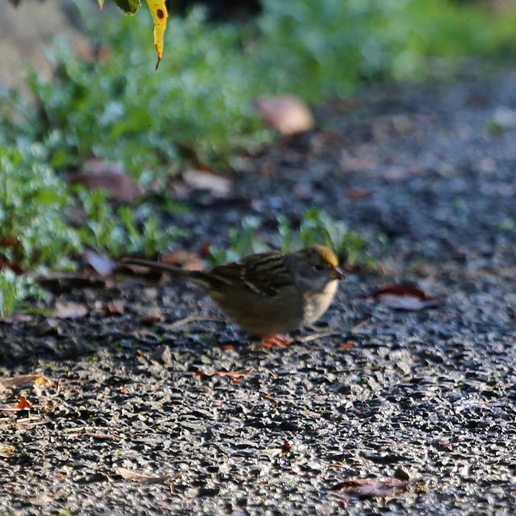 Golden-crowned Sparrow - ML647244473