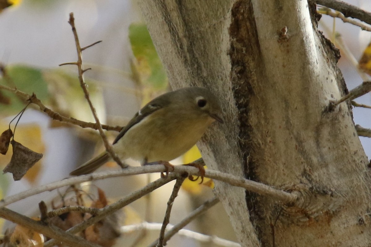 Rubingoldhähnchen - ML647244483