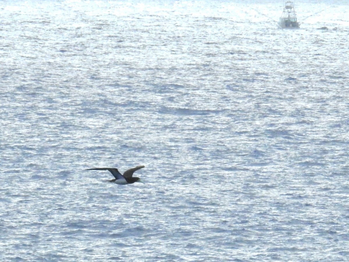 Brown Booby - ML647244484