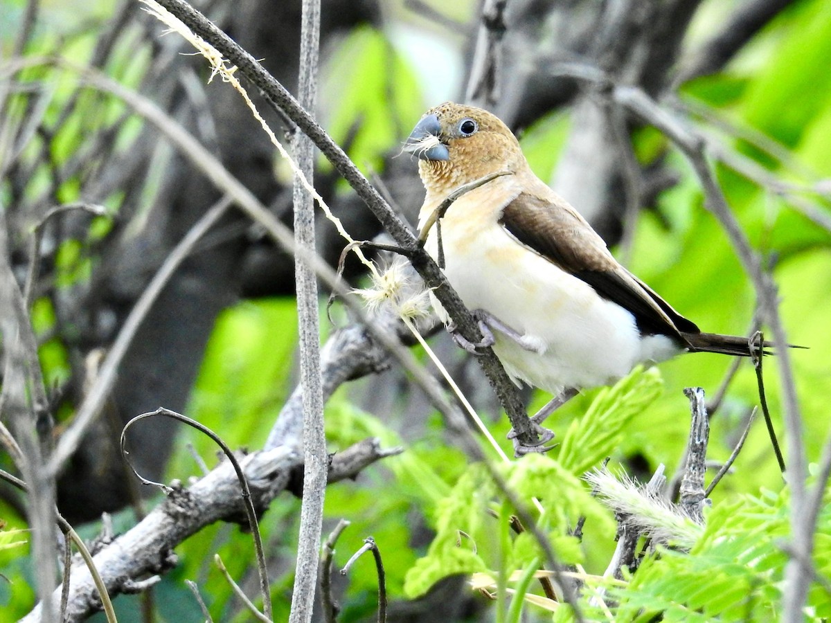 アフリカギンバシ - ML647244492