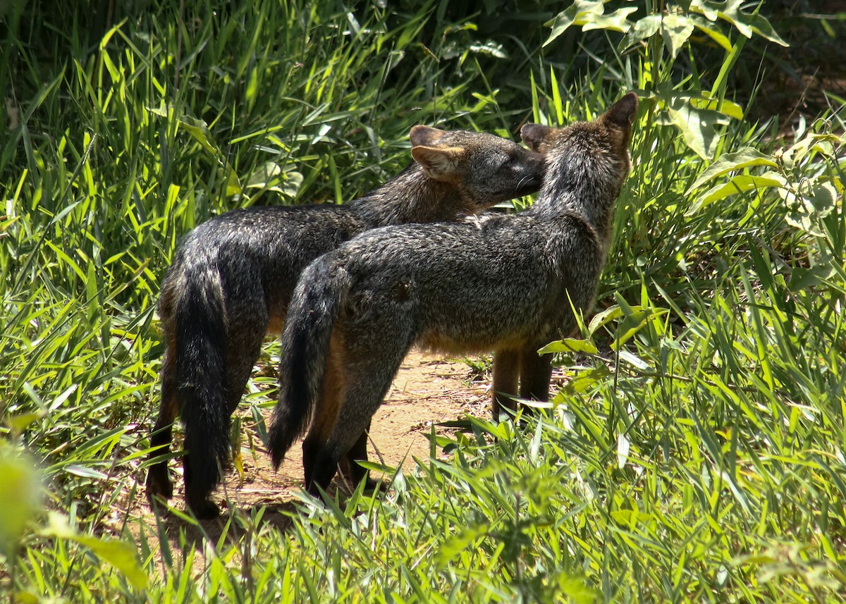 Crab-eating Fox - ML647244494