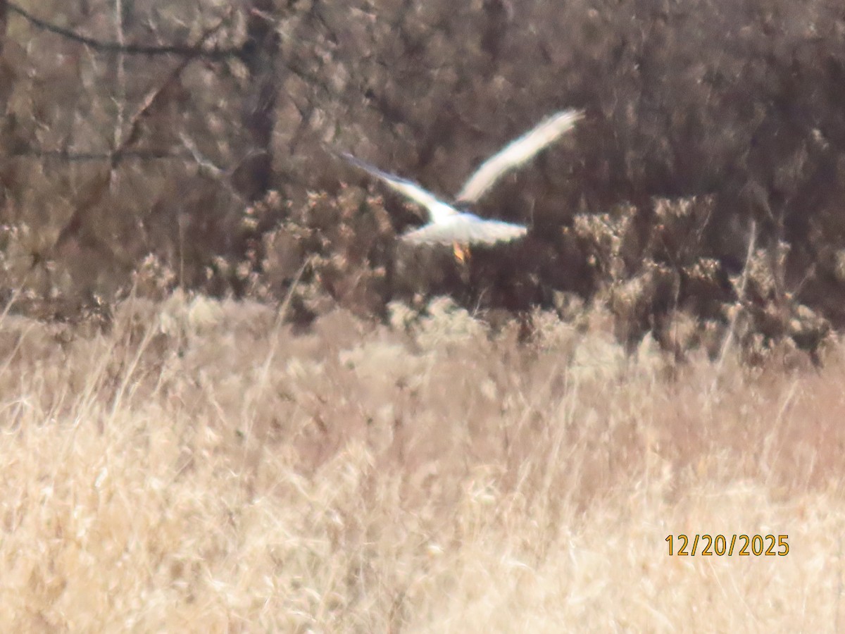 Northern Harrier - ML647244495