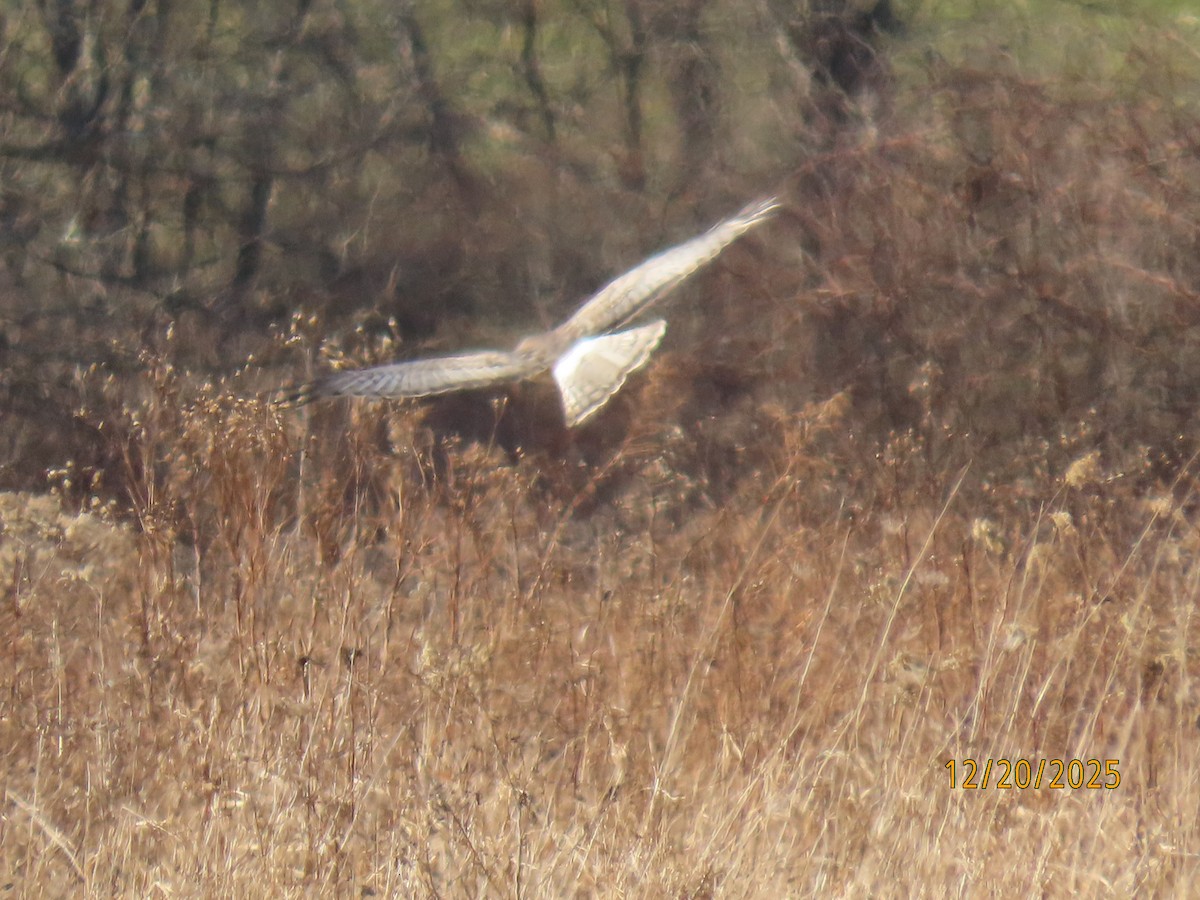 Northern Harrier - ML647244496