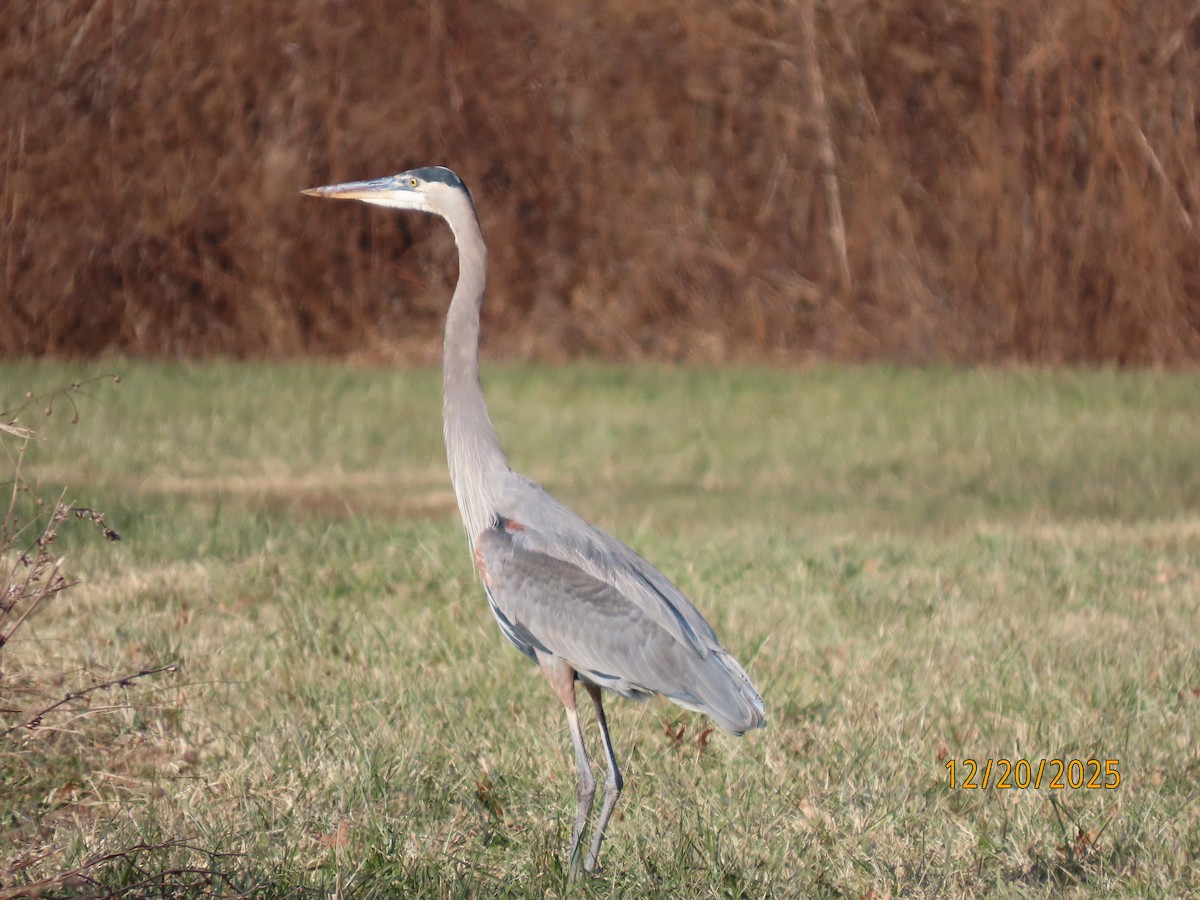 Great Blue Heron - ML647244509