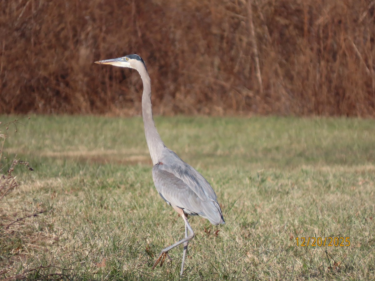 Great Blue Heron - ML647244510