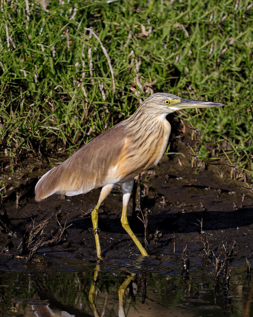 Sgarza ciuffetto - ML647244511