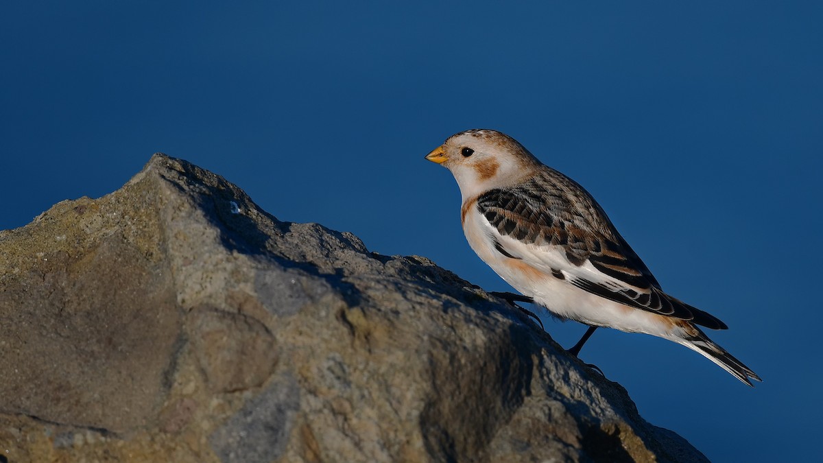 snøspurv - ML647244514