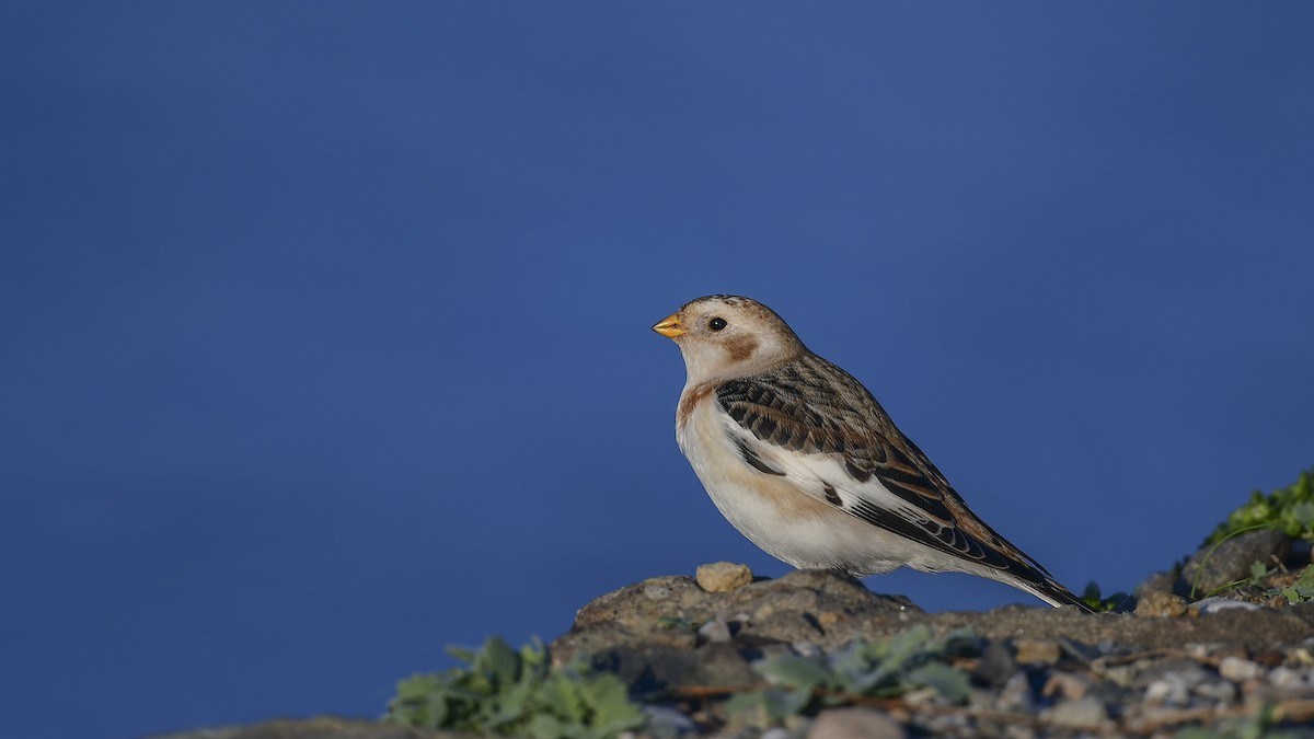 snøspurv - ML647244515