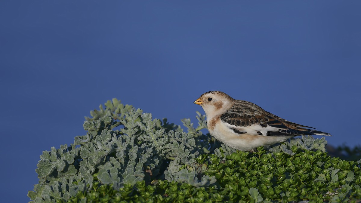 snøspurv - ML647244516