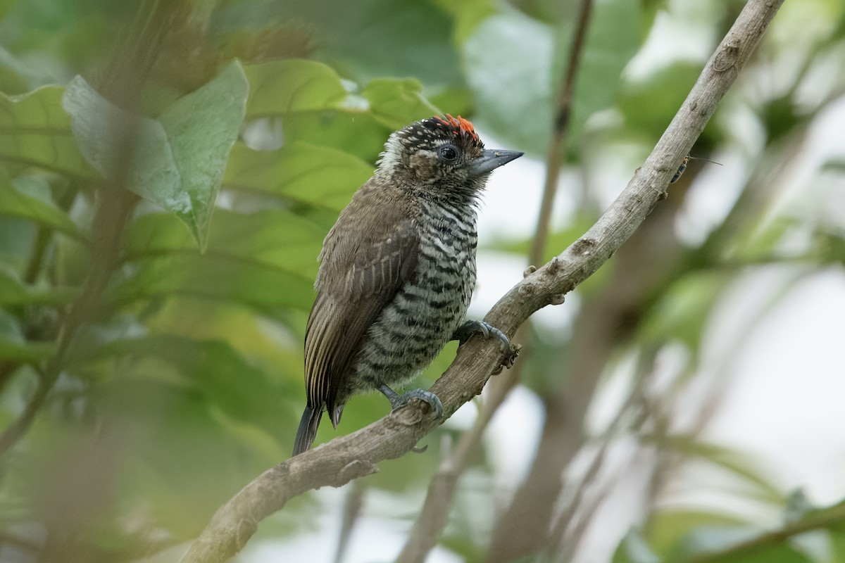 Zebrazwergspecht - ML647244517