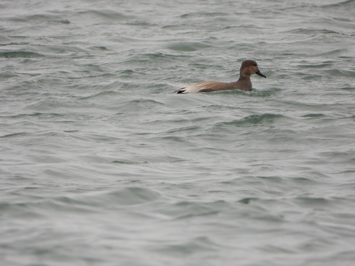 Ánade Friso - ML647244526