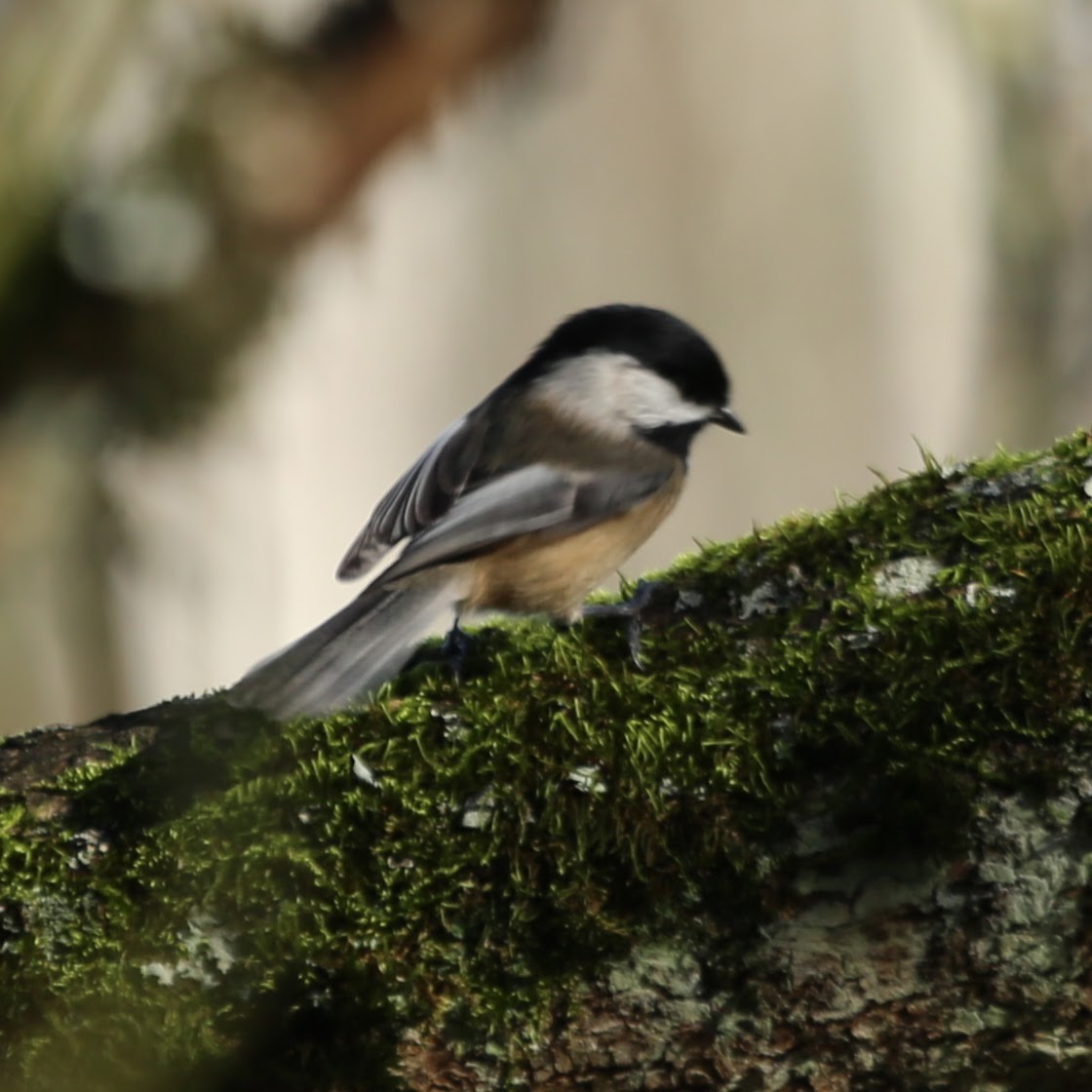 Black-capped Chickadee - ML647244534