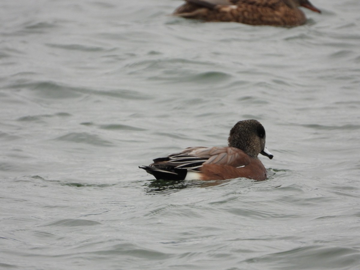 Silbón Americano - ML647244537