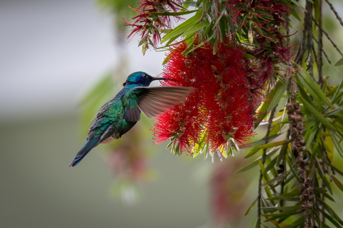 Колібрі синьочеревий - ML647244545