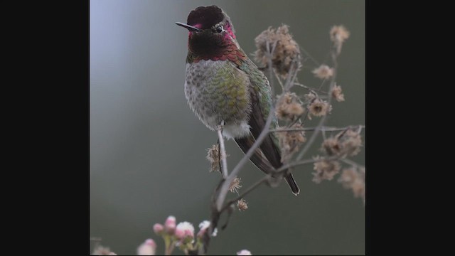 Anna's Hummingbird - ML647244546