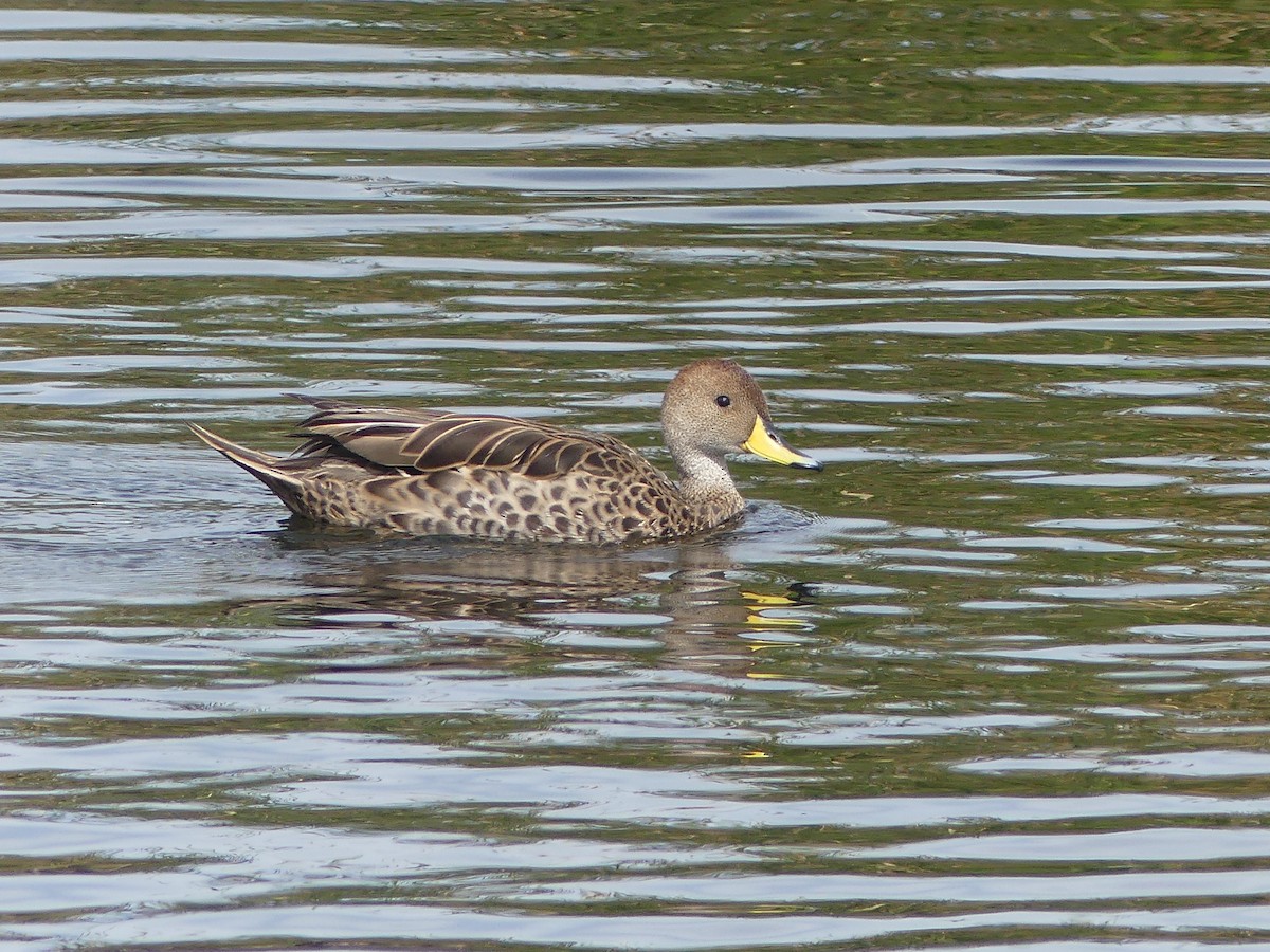 Шилохвіст жовтодзьобий - ML647244549