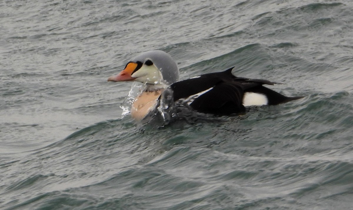 King Eider - ML647244552