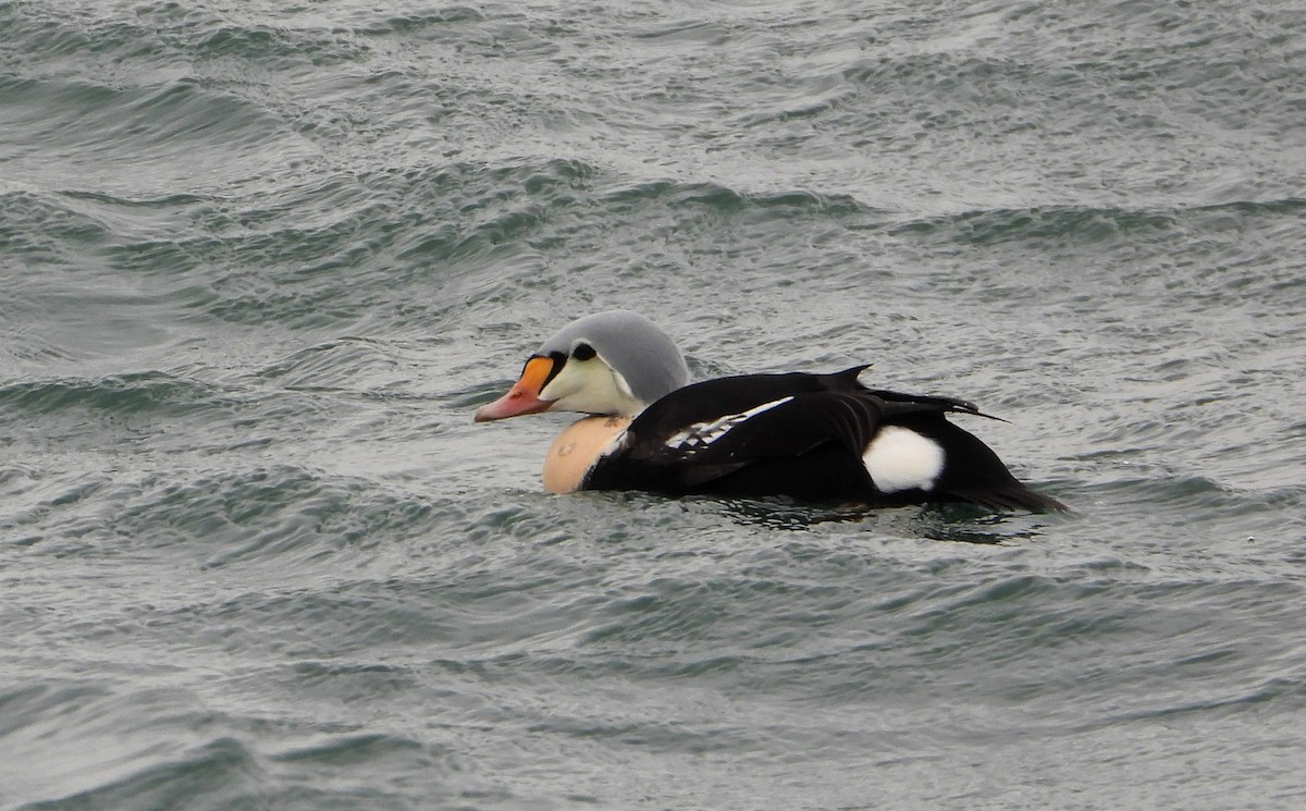 King Eider - ML647244553