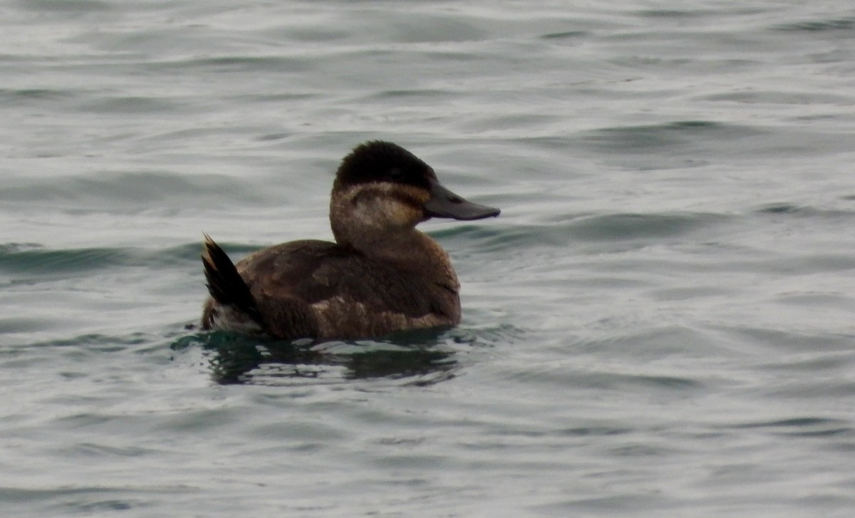 Malvasía Canela - ML647244565