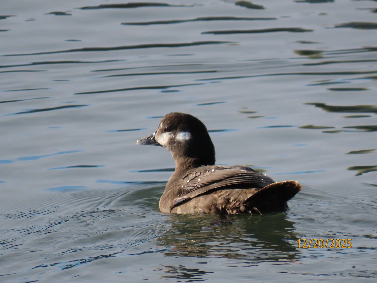 Harlequin Duck - ML647244600