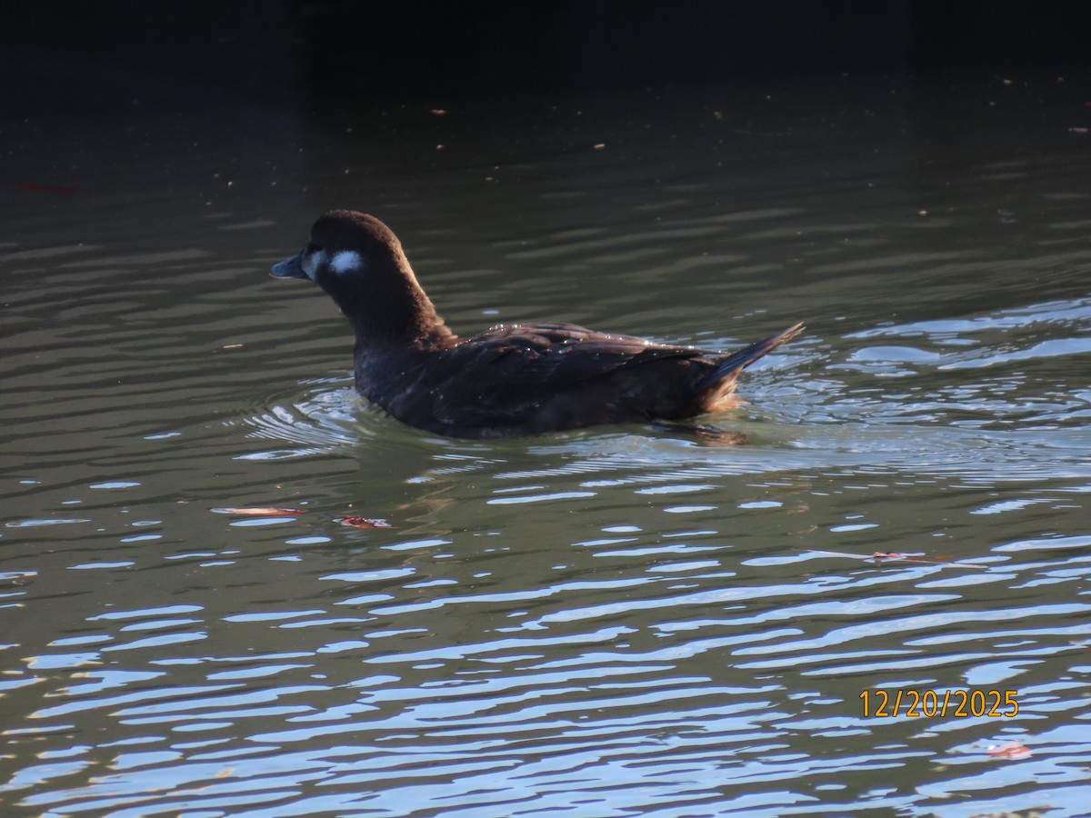 Harlequin Duck - ML647244601
