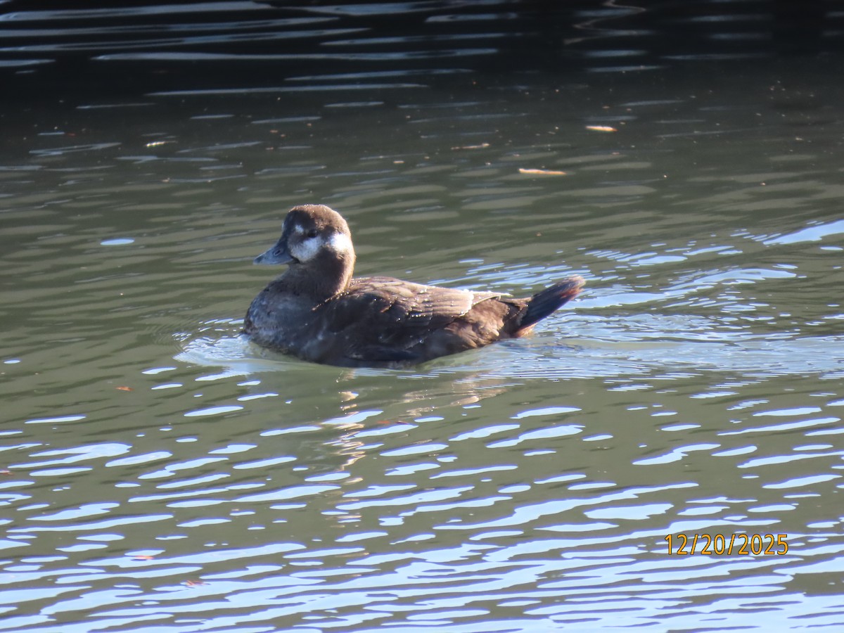Harlequin Duck - ML647244602