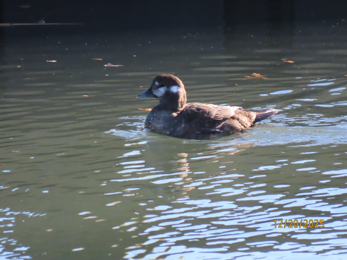 Harlequin Duck - ML647244603