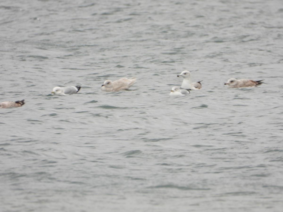 Gaviota Groenlandesa - ML647244604
